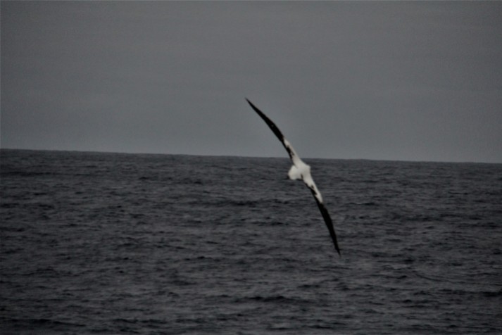 Albatross in full wing span flight