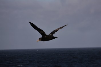 Sea bird up close full flight